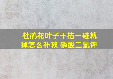 杜鹃花叶子干枯一碰就掉怎么补救 磷酸二氢钾